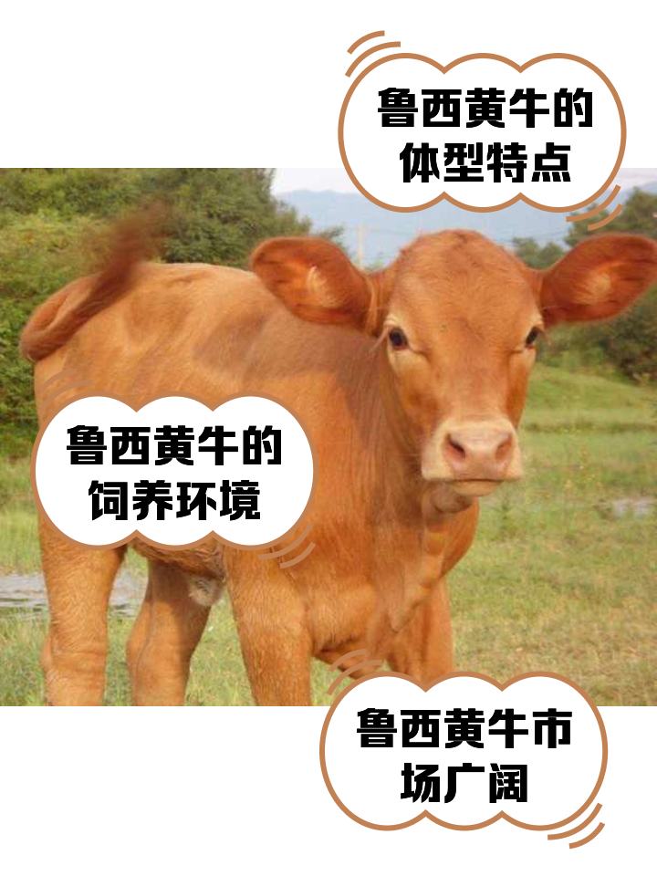 伊犁最新医保取现黄牛方法分析(最方便真实的伊犁医保取现黄牛怎么取方法)